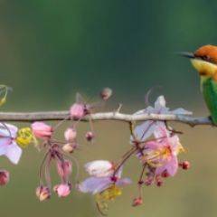 Кухонный фартук Фауна 015 МДФ матовый (3000) Fauna в Невьянске - nevyansk.mebel24.online | фото