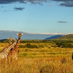 Кухонный фартук Фауна 061 МДФ матовый (3000) Fauna в Невьянске - nevyansk.mebel24.online | фото