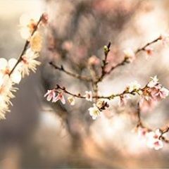 Кухонный фартук Цветы 317 МДФ матовый (3000) Flowers в Невьянске - nevyansk.mebel24.online | фото